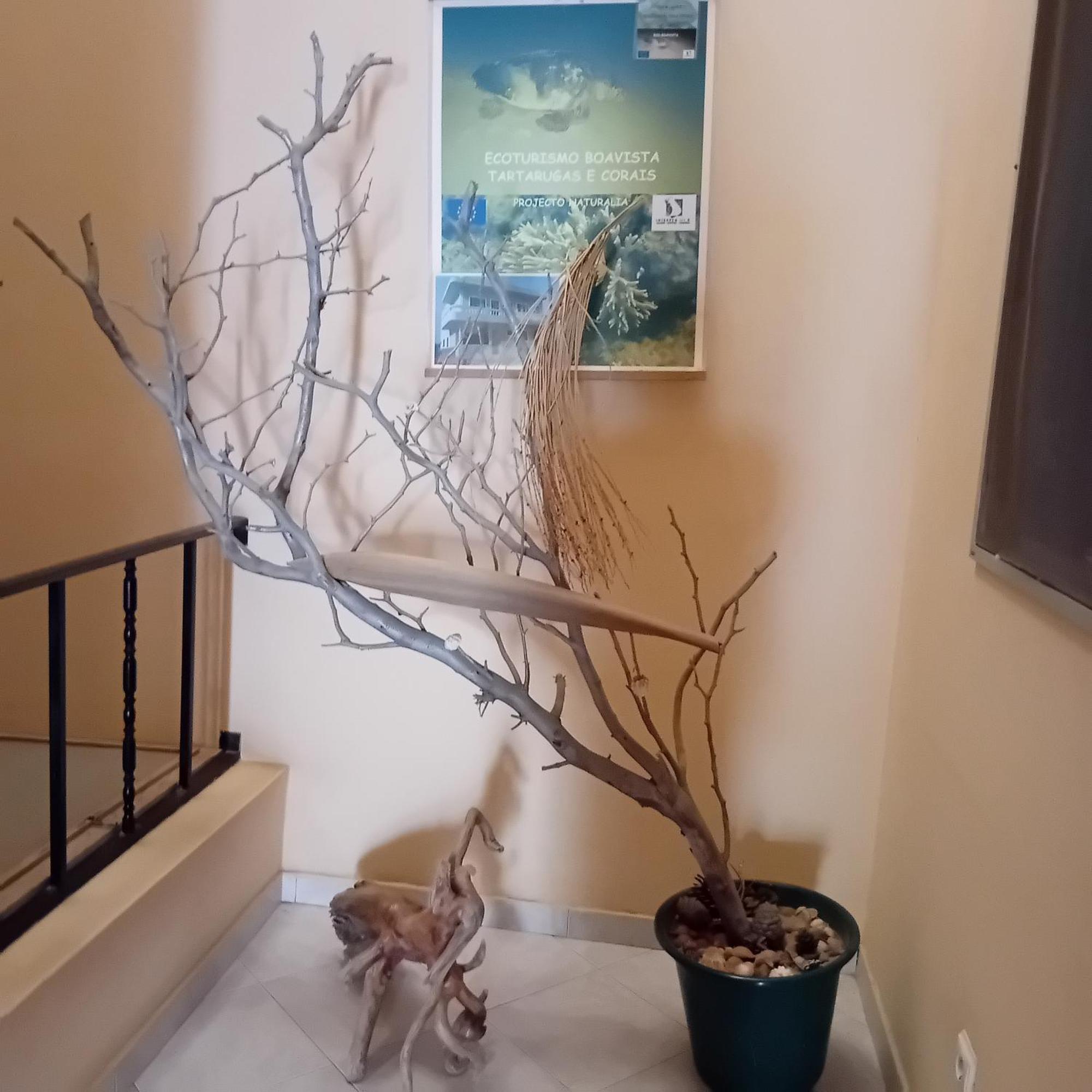 サル・レイ Residencial Rosa Criola Bed & Breakfast エクステリア 写真
